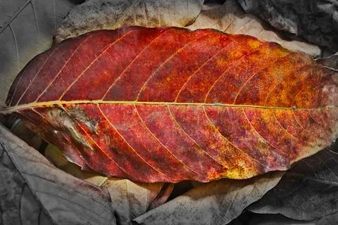 Rich Crimson Maple Leaf Pattern in Fall Stock Photos