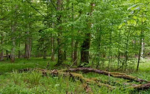 Rich deciduous stand in spring with broken hornbeam tree in foreground, Bialo Foto stock