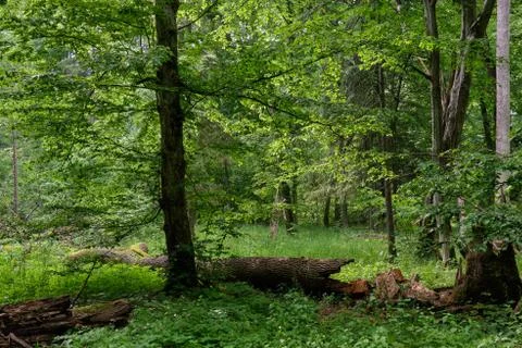 Rich deciduous stand in spring with broken maple tree in foreground, Bialowie Stock Photos