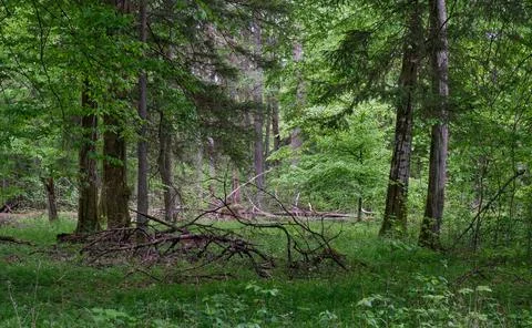 Rich deciduous stand in spring with broken hornbeam tree in foreground, Bialo Stock Photos