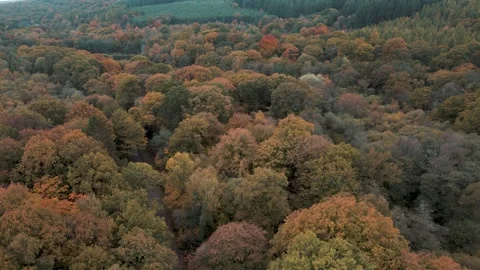 Rich Fall Colours Across Forest of Dean Woodland Drone Stock Footage 321448850