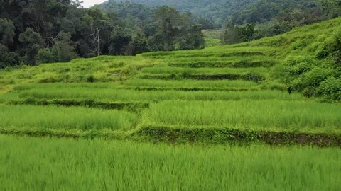 Rich Fields Low Panning Forward Shot Revealing Landscape - North Thailand 4K Stock Footage 150159784