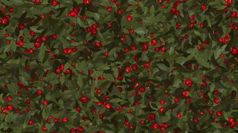 Rich Foliage Background with Vibrant Red Apples and Green Leaves 库存影片 303427088