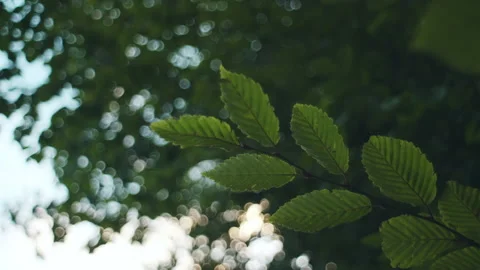 Rich green leaves of tree waving in wind. Beautiful roundish bokeh Stock Footage 250169239