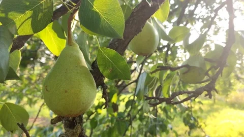 A rich harvest of large appetizing juicy pears on a tree in the garden. Stock Footage 208937553