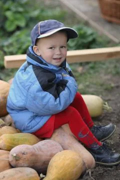 Rich harvest of pumpkins Stock Photos