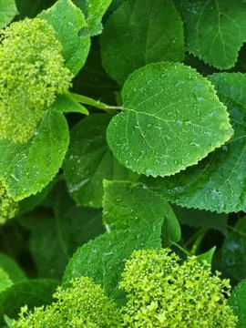 Rich hydrangea leaf structure with moisture 스톡 사진