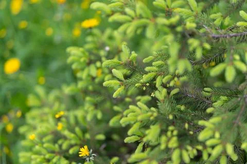 Rich layers of verdant spruce with subtle yellow accents in background. Int.. Foto stock