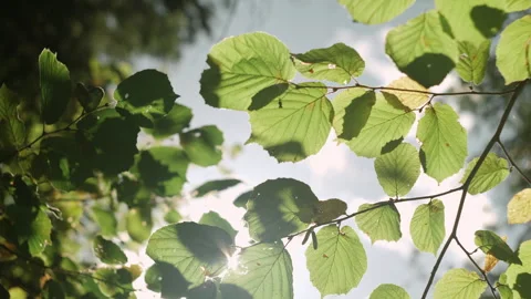 Rich leaves of tree waving in wind at warm summer or early autumn day Stock Footage 288184165