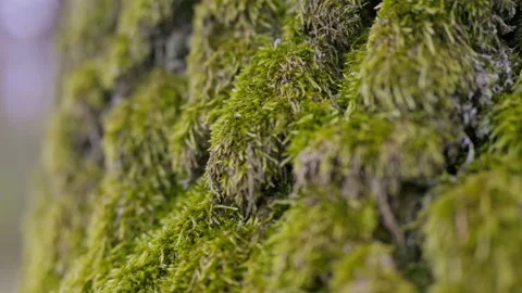 Rich moss on a tree. Close up view, covering of moss and lichen Stock Footage 155836088