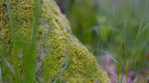 Rich moss on a tree. Close up view, covering of moss and lichen Stock Footage 163909462