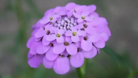 Rich parma flower Stock Footage 11203641