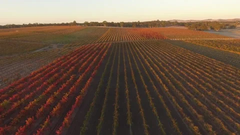 Rich red grape vines drone Stock Footage 246844316