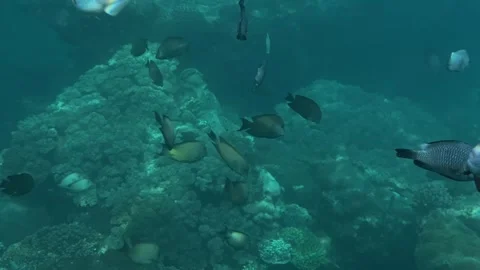 Rich underwater ecosystem filled with various colorful reef species Stock-Footage 331882990