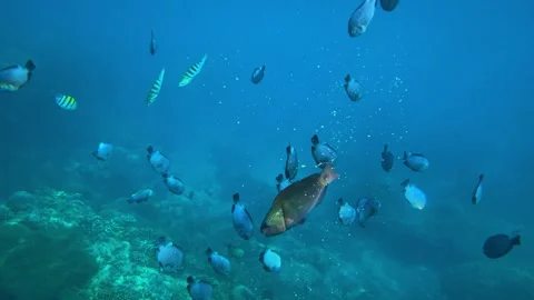 Rich underwater ecosystem filled with various colorful reef species Vídeo Stock 336750853