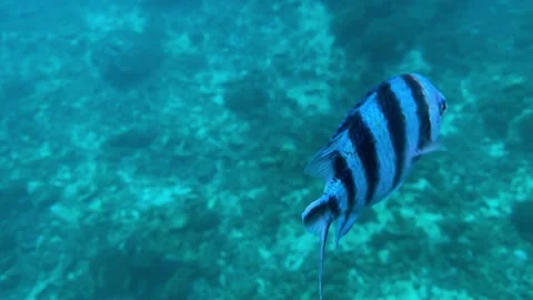 Rich underwater ecosystem filled with various colorful reef species Vídeo Stock 336750923