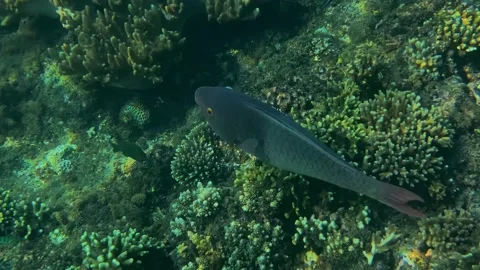 Rich underwater ecosystem filled with various colorful reef species Vídeo Stock 336751038