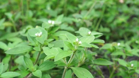 Richardia brasiliensis in the fields Stock Footage 262302740