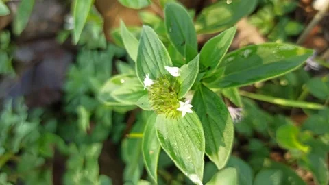 Richardia scabra in Bloom Stock Footage 318540772