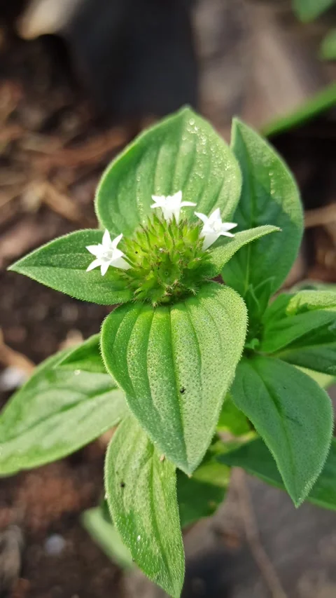 Richardia scabra in Bloom Stock Footage 318540783