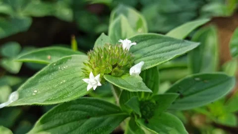 Richardia scabra in Bloom Stock Footage 318540784