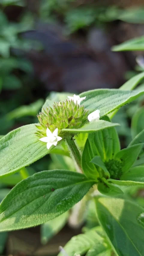 Richardia scabra in Bloom Stockbeeldmateriaal 318540785