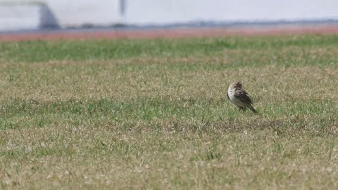 Richard's pipit in the grass field Stock Footage 85900191