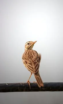 Richard's pipit Stock Photos