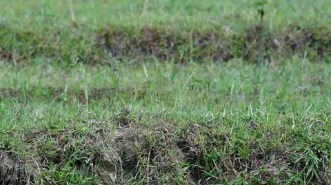 Richard's pipit in the rice field Stock Footage 52146967