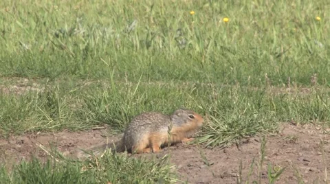Richardson Ground Squirrel foraging and playing on grassy meadow Stock Footage 64856433