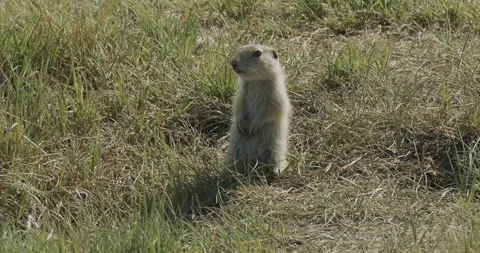 Richardson's ground squirrel, barking at burrow, slomo 4k Video stock 244739043