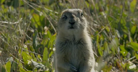 Richardson's ground squirrel, cu, standing in grasses, slomo 4k, Stock Footage 244739384