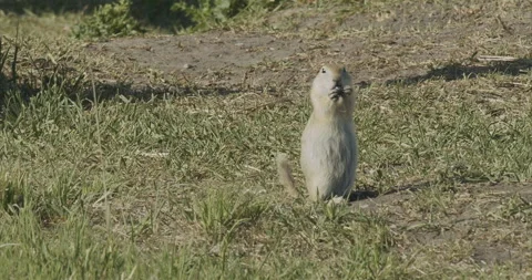 Richardson's ground squirrel, eating while standing, slomo 4k Stock Footage 244739529