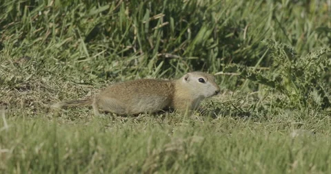 Richardson's ground squirrel, feeding on ground, slomo 4k Stock Footage 244739448