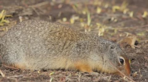 Richardson's ground squirrel Video stock 11424657