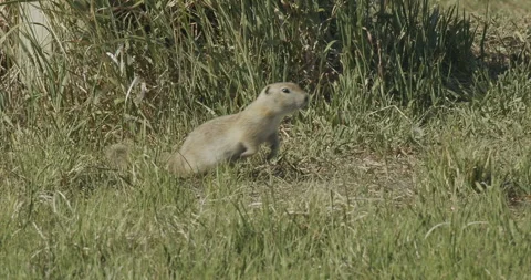 Richardson's ground squirrel, running to right, slomo 4k Stock-Footage 244739433