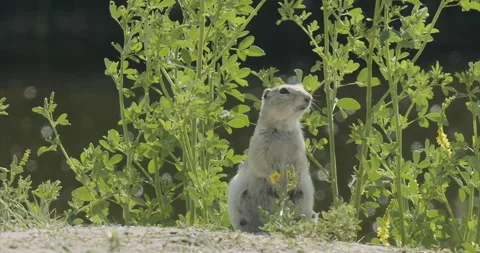 Richardson's ground squirrel, standing with green plant background, slomo, 4k Stock Footage 244739005