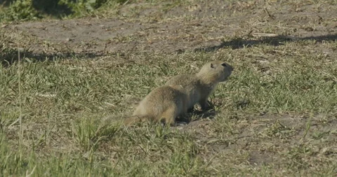 Richardson's ground squirrels wrestling in spring, slomo 4k Video stock 244739434