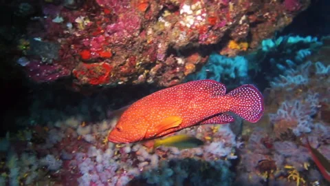 Richelieu Rock sub2 Stock Footage 130229828