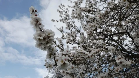 Richly Blooming Almond Trees in the Spring. Video stock 101414888