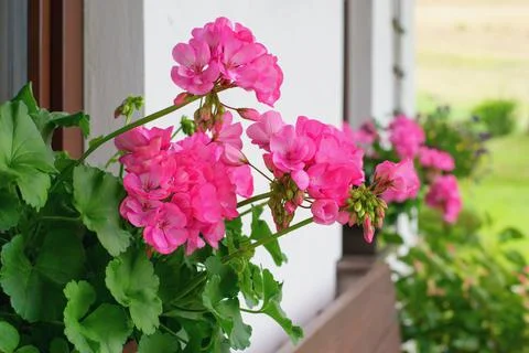 Richly blooming geranium flowers on the windows Фото