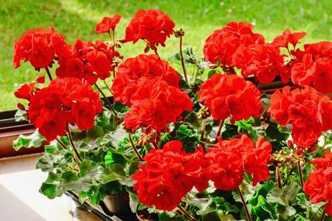 Richly blooming geranium flowers on the windows Stock Photos