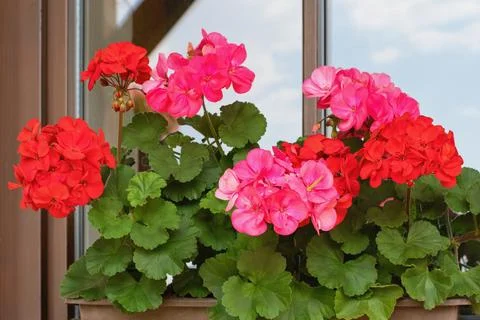 Richly blooming geranium flowers on the windows Фото