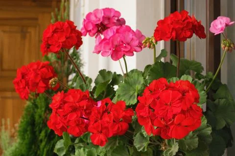 Richly blooming geranium flowers on the windows Stockfoto's