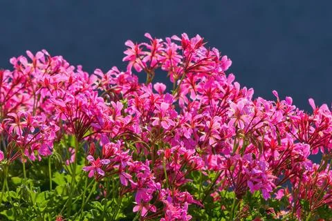 Richly blooming geranium flowers on the windows Stockfoto's