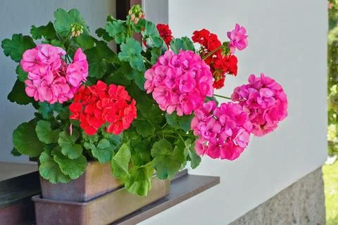 Richly blooming geranium flowers on the windows Fotos Stock
