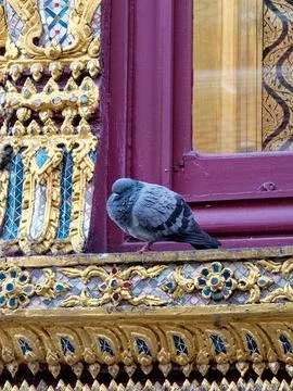 On a richly decorated window ledge in red and gold, a gray pigeon Stock Photos