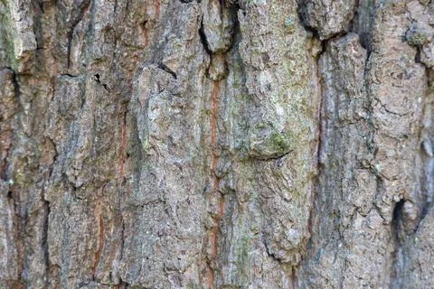Richly textured tree bark showcasing organic patterns and rough surface 写真素材