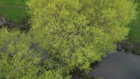 Richmond Park Stock-Footage 241440465