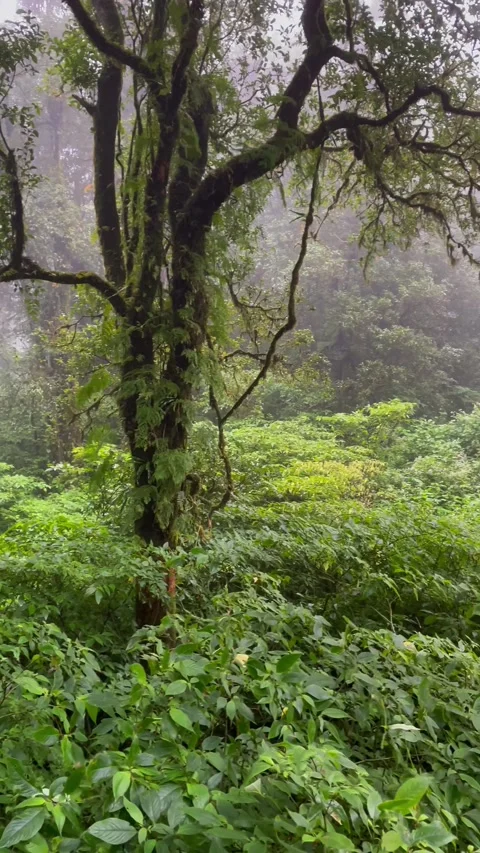 The richness of the forest on the highest mountain peak in Thailand. 스톡 동영상 289281049